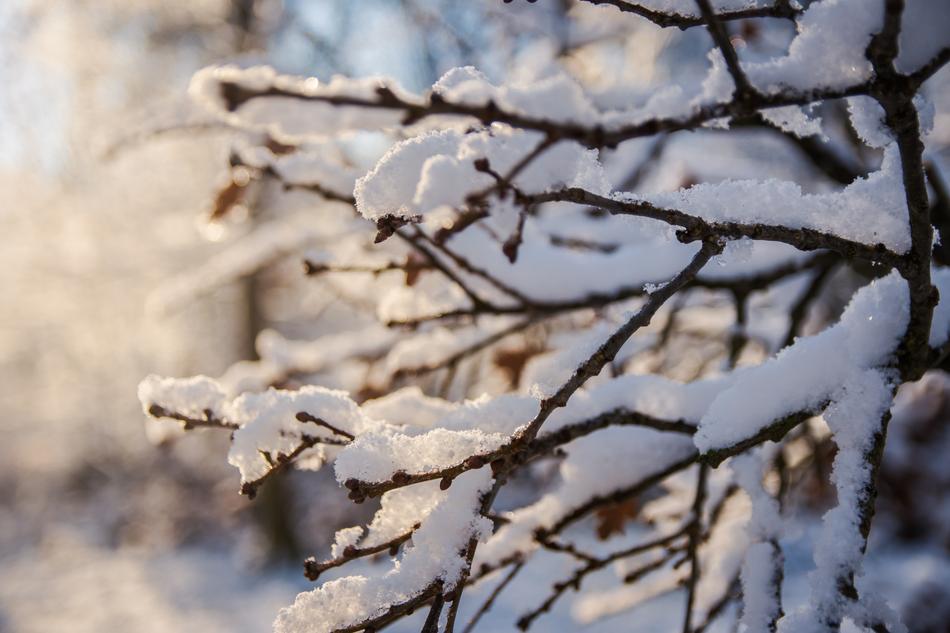 Winter Frost Nature