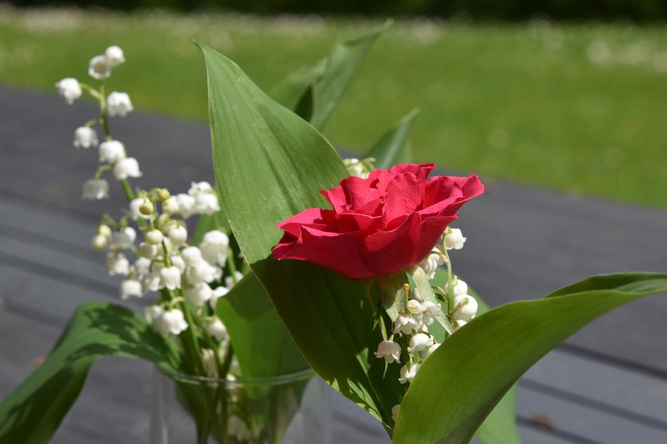 Flower Nature Plant
