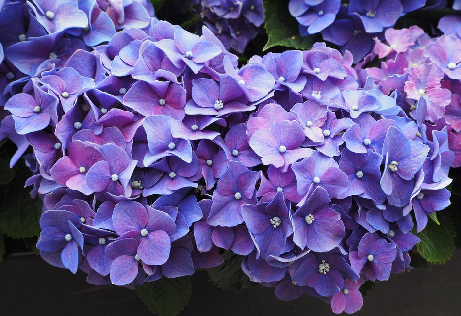 Purple Flowers Blossom