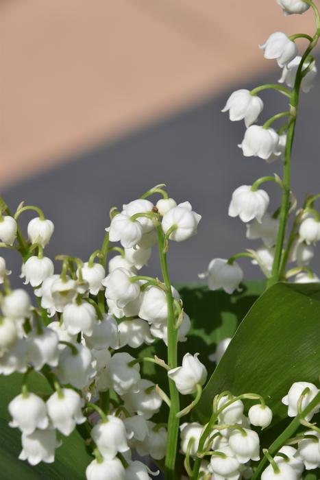 Flower Plant Nature