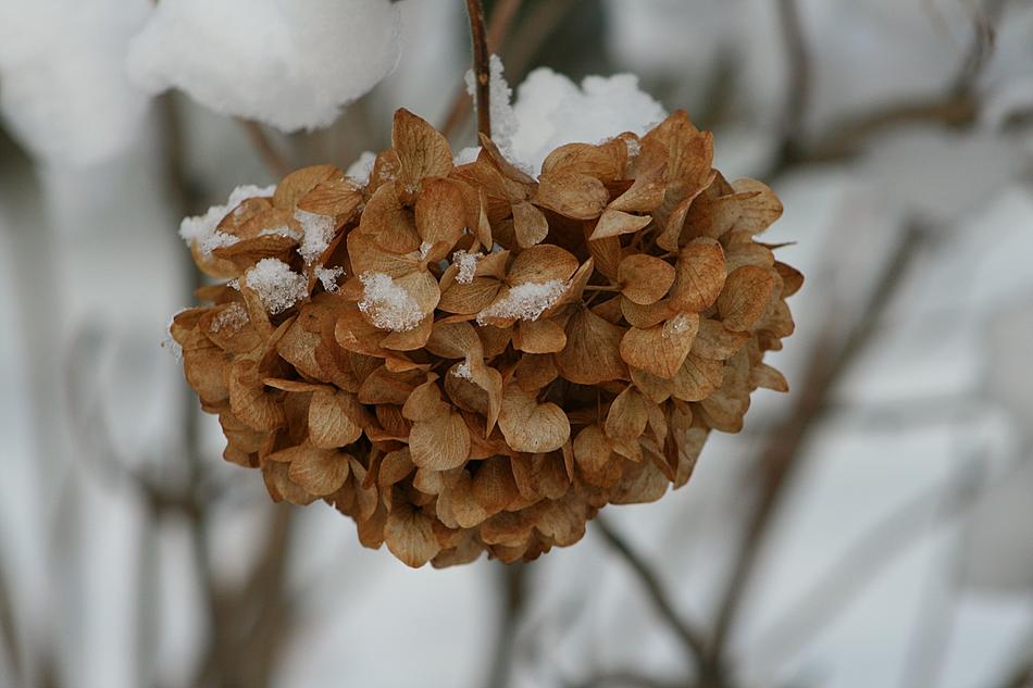 dry leaves on a branch