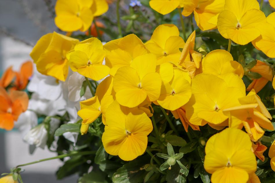 Flower Plant Nature