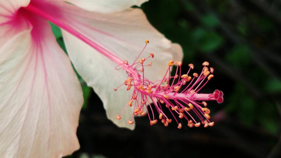 Hibiscus Pistil Flower