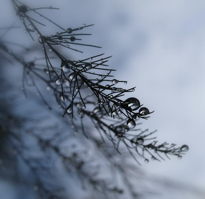 Winter Snow Nature
