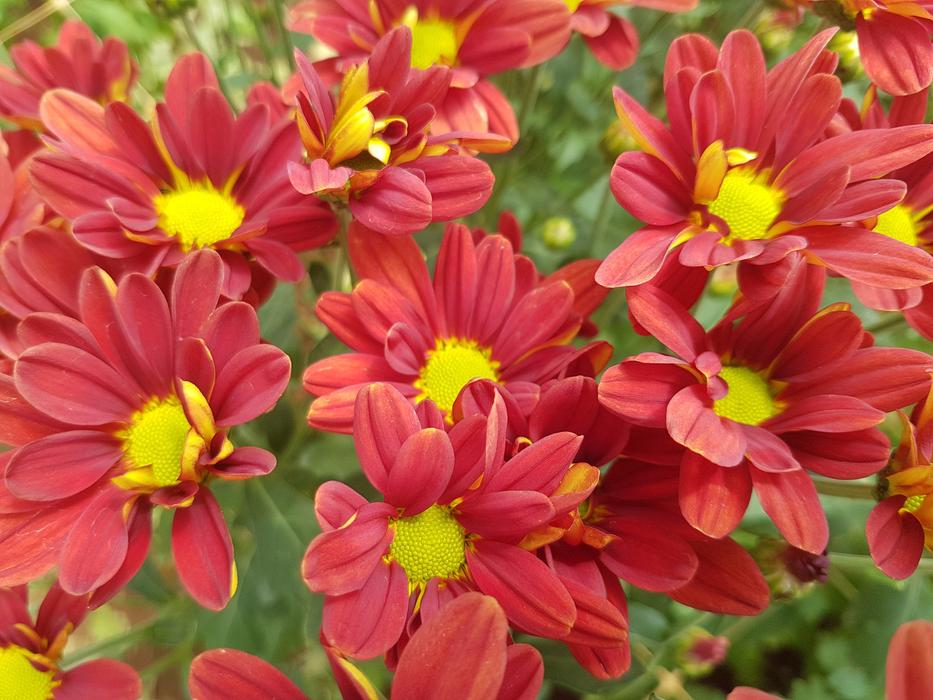 Flower Nature Flora