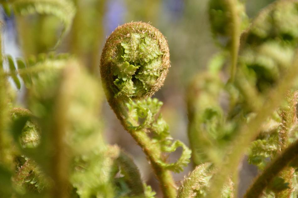 Bracken Spring Nature