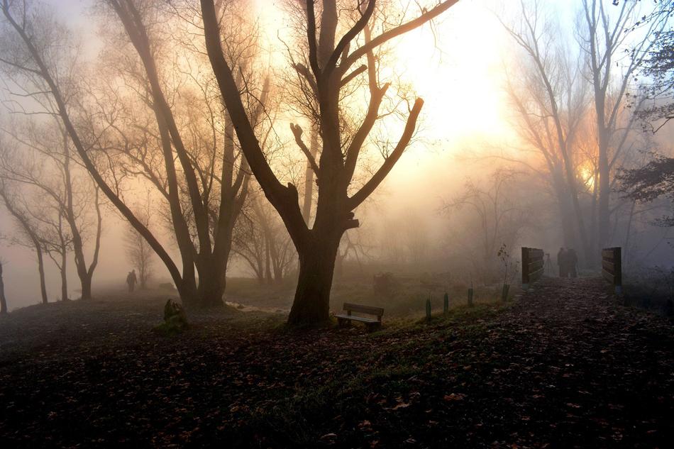 Fog Light Nature