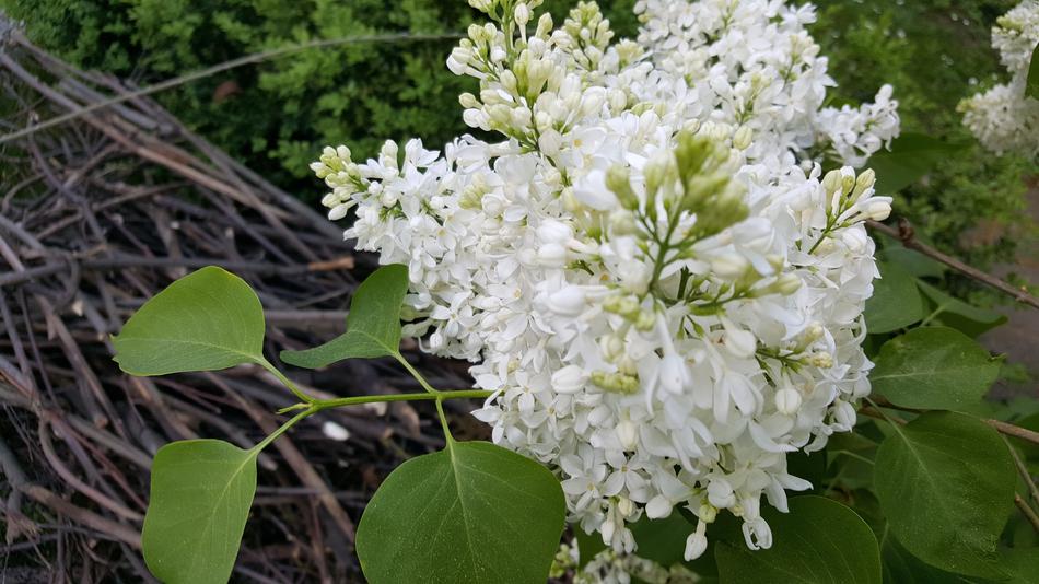 white fragrant lilac