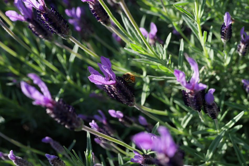Lavender Garden Field Purple