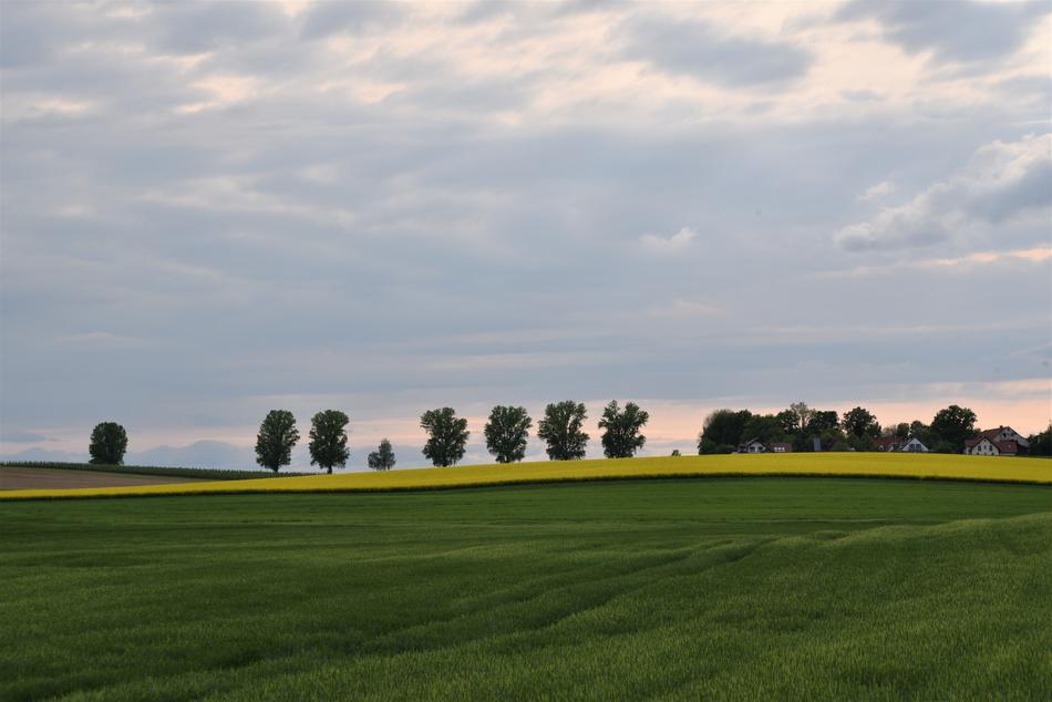Agricultural Field Agriculture