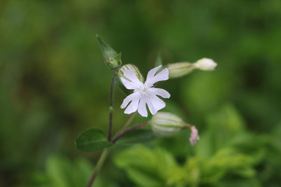 Nature Plant Flower