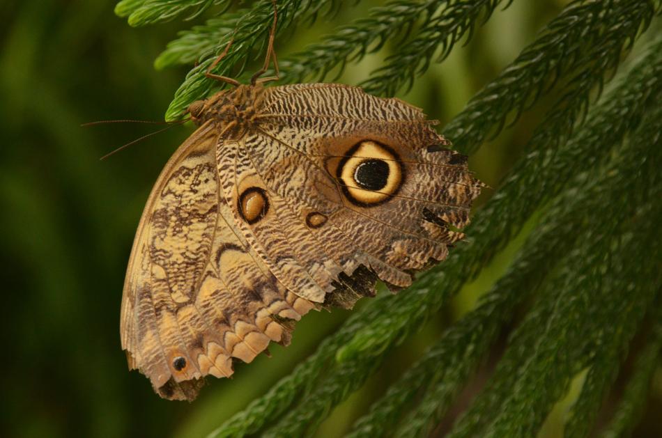 Butterfly Bug Nature