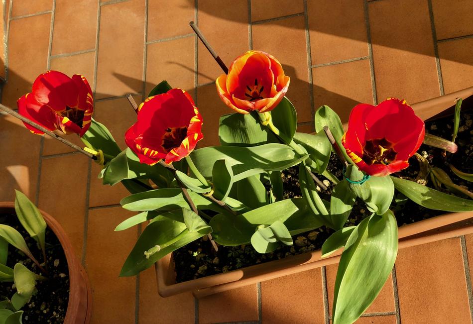 Tulips Flower