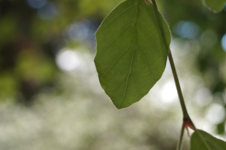 Leaf Plant Tree