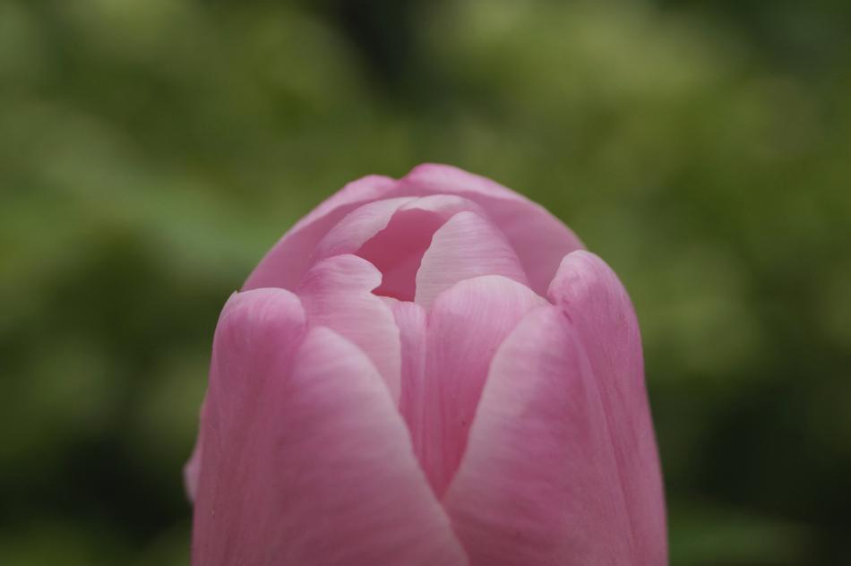 closed tulip bud in the garden