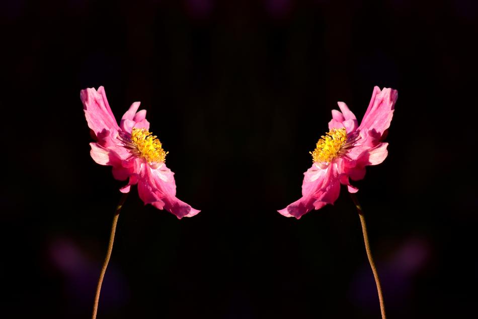 Anemone Blossom Bloom