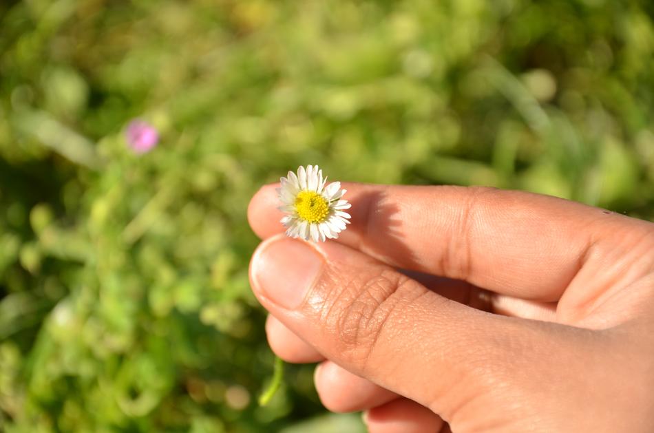 Nature Outdoors Flower