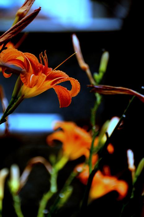 Flower Nature Plant
