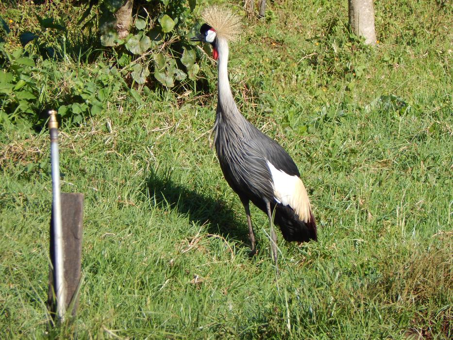 Nature Bird Wildlife
