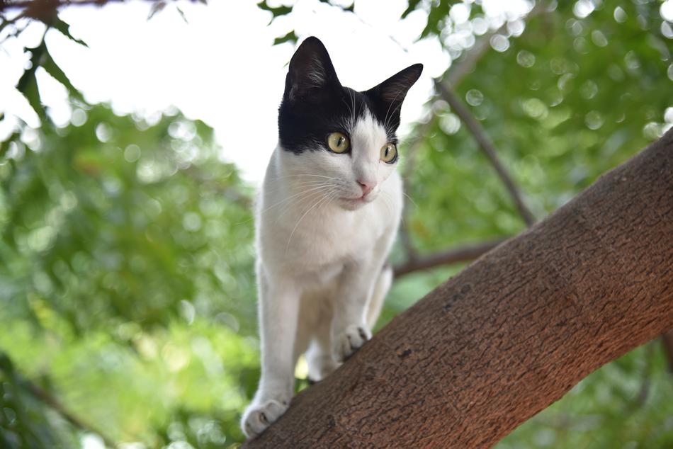 Nature Animal Cute
