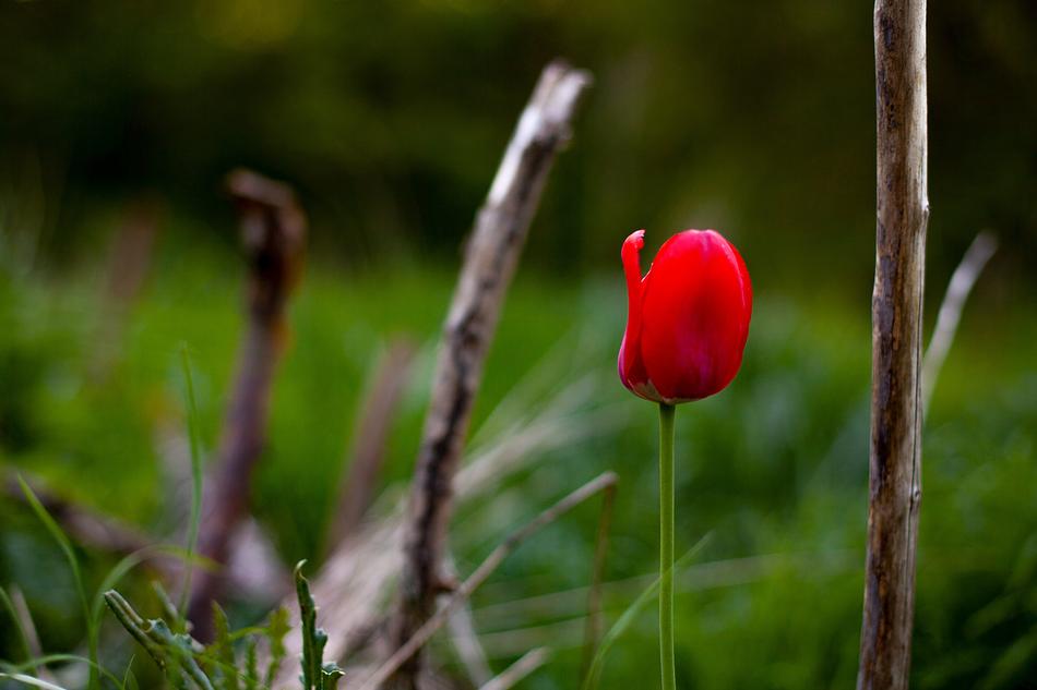 Nature Flower Plant