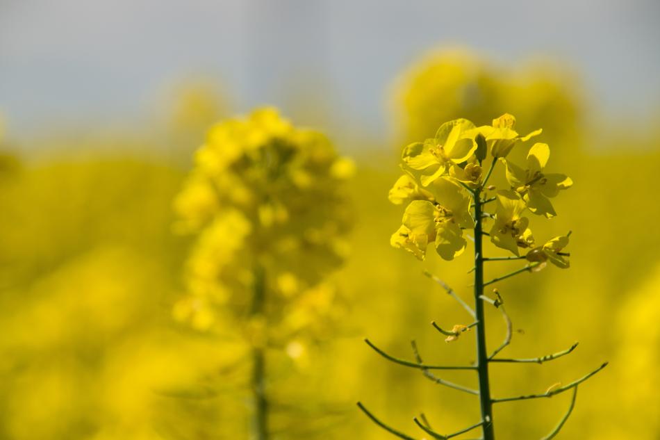 Nature Flower Plant