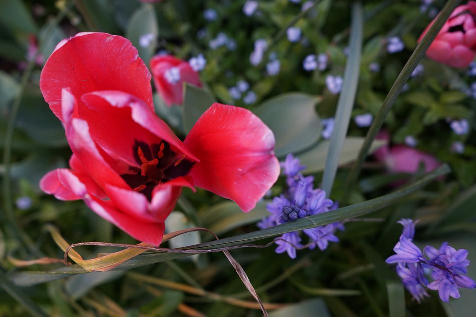 Flower Garden