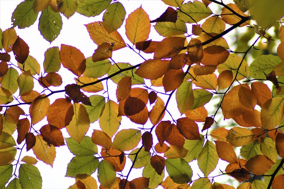 Leaves Backlighting Autumn