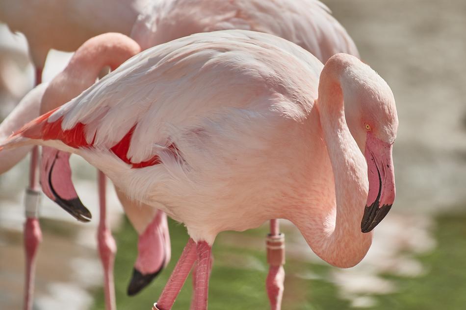 Nature Flamingo Bird
