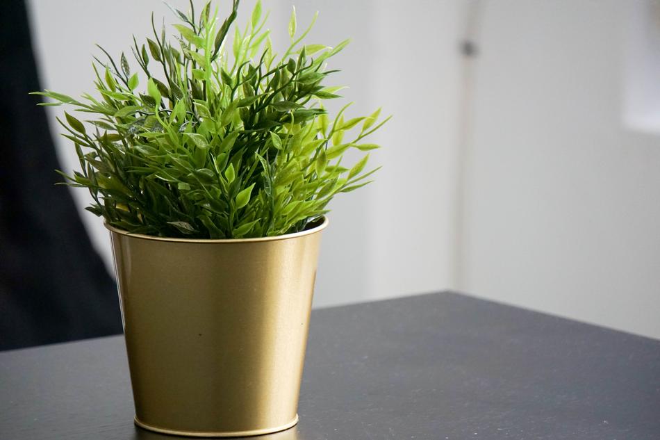 Plant Green Grow