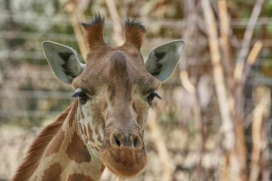 Giraffe Nature Animal World
