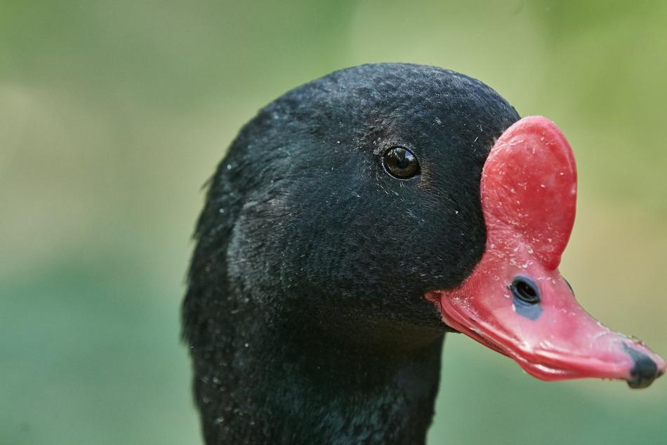 Swan Black Puddle