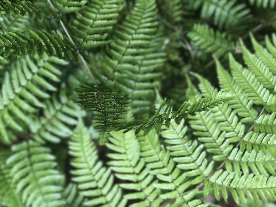 Plant Leaf Nature