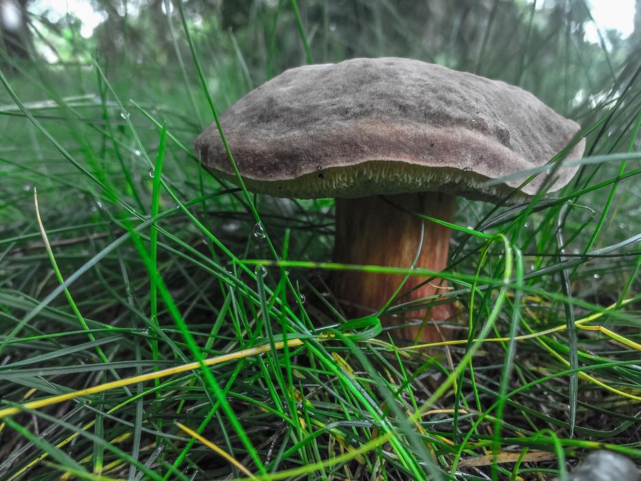 Grass Nature Mushroom