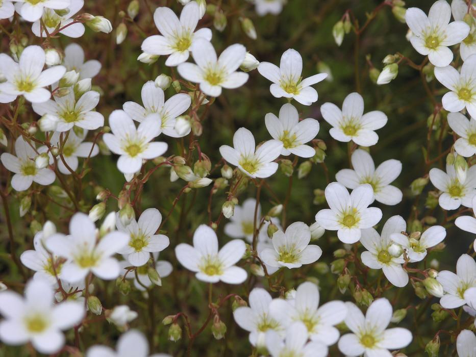 Flower Norway Nature