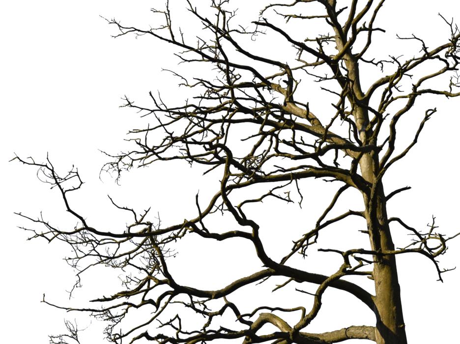 Tree Aesthetic Nature Old