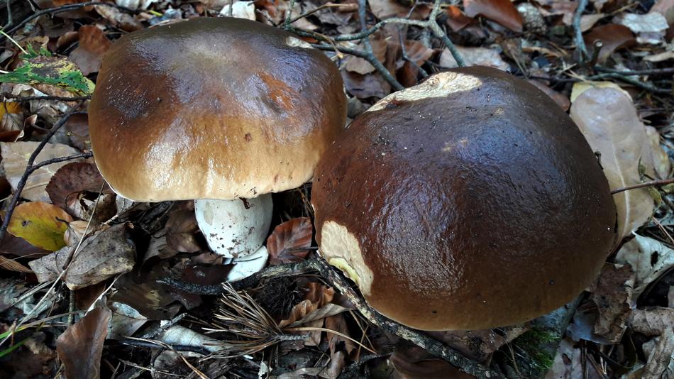 Mushroom Nature Mushrooms