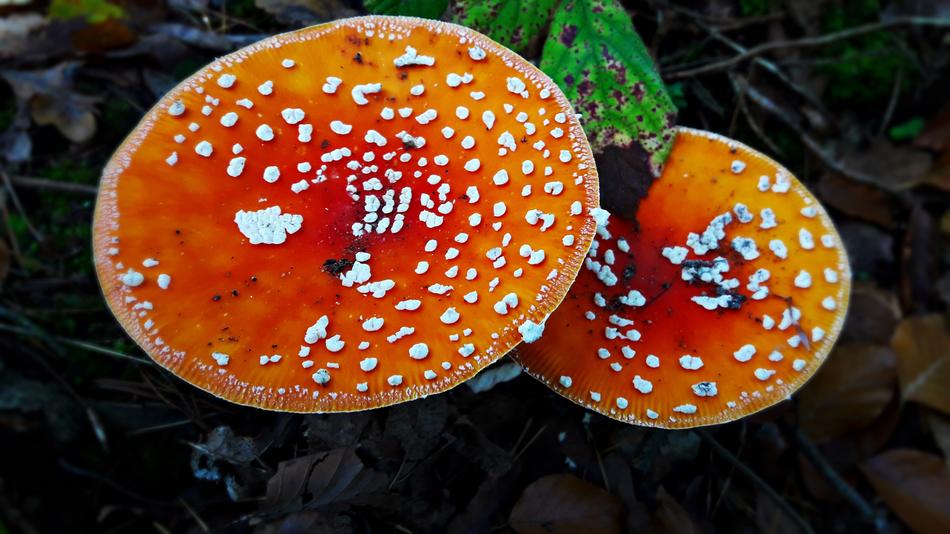 Amanita Mushroom Poisonous