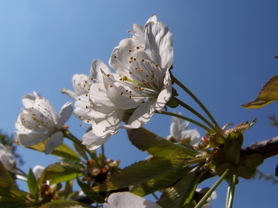Flower Nature Plant