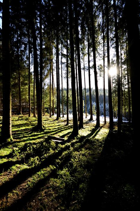 Nature Tree Landscape Forest