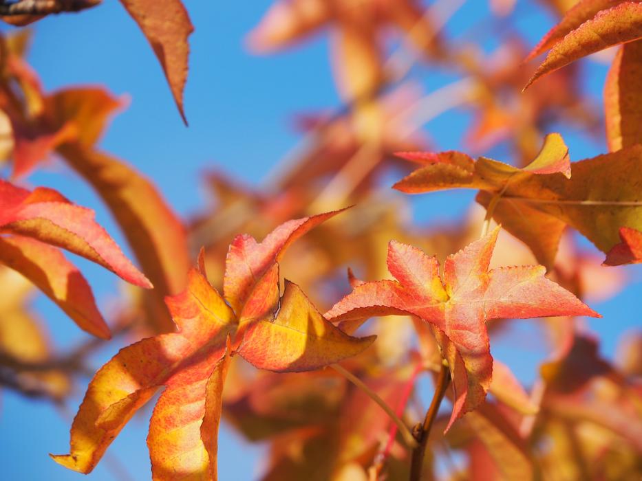 Autumn Leaves Gold Fall