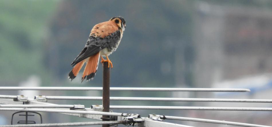 Nature Wild Life Birds