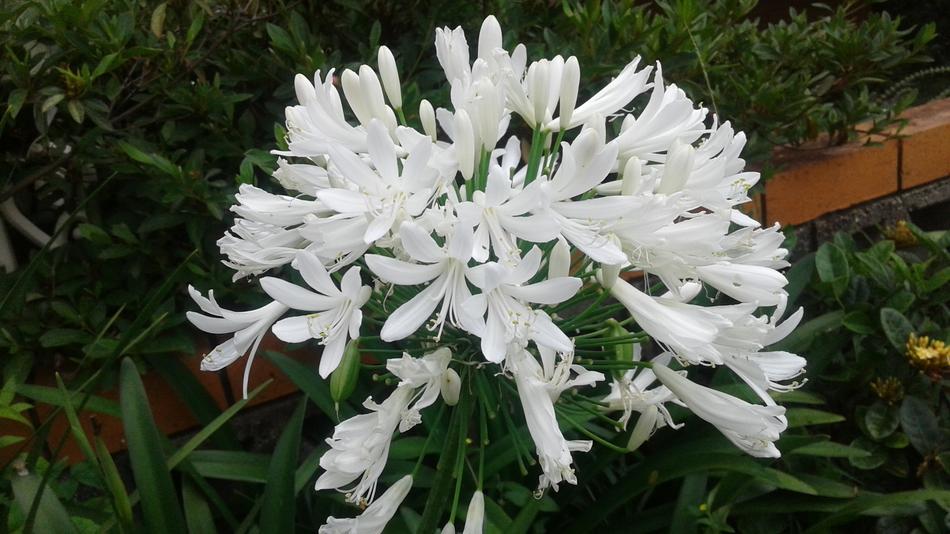plant garden white beautiful landscape