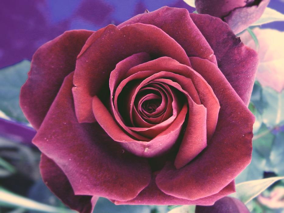 Rose Flower Petal