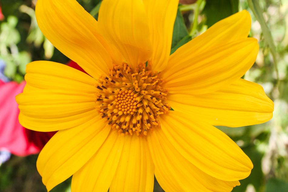 Wild Sunflower