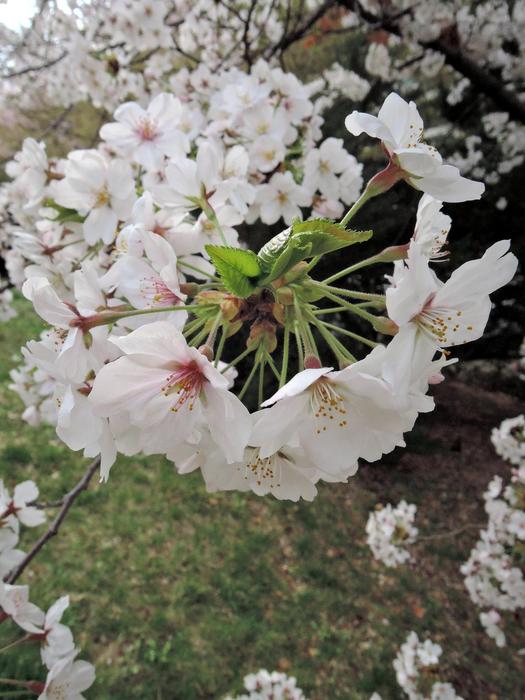 Flowers Plants Cherry Tree