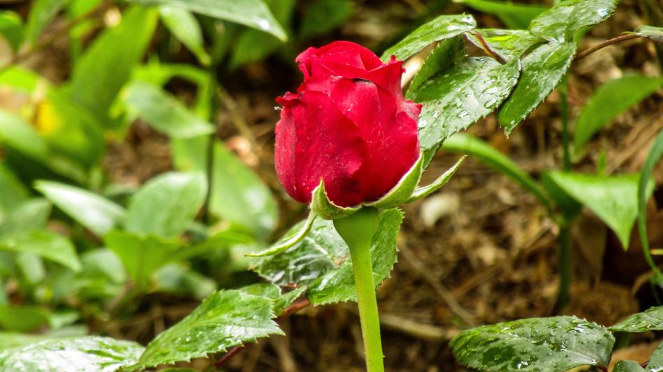 Red Rose Rosa Nature