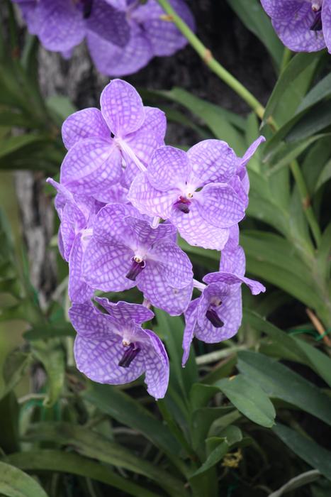 Flower Nature Garden