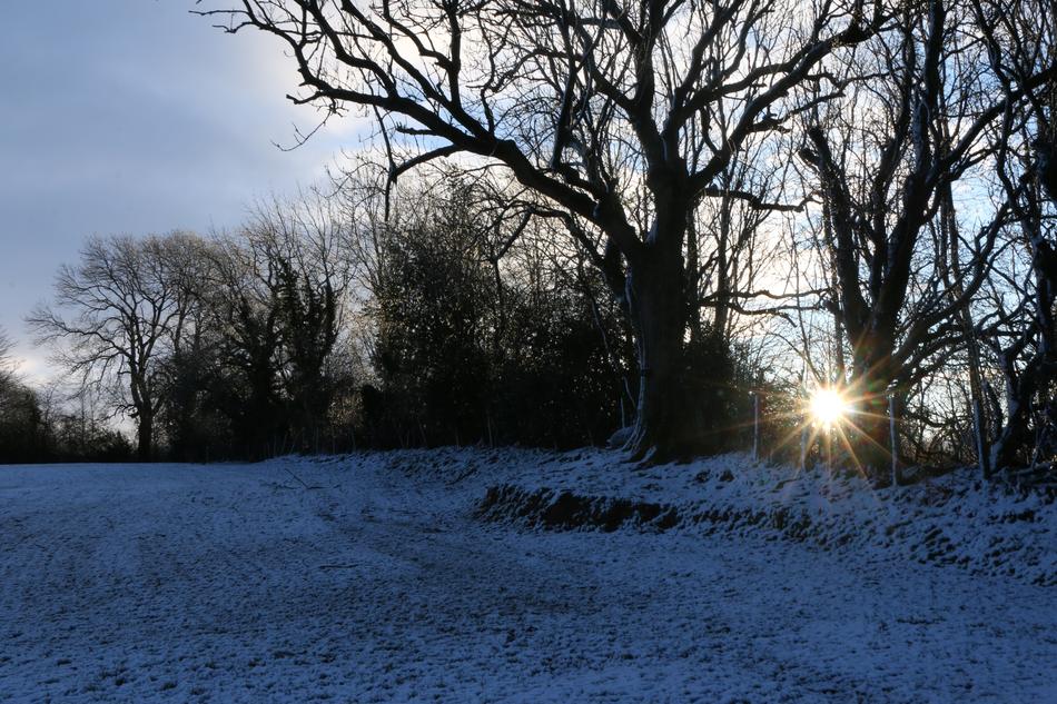 Tree Winter Nature
