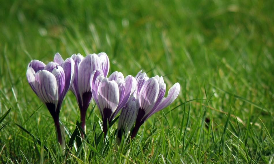 Nature Flower Grass